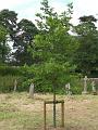 Installation 3 - the new oak tree